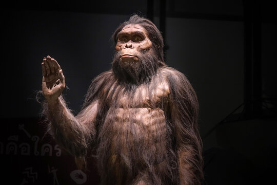 ilustração de Australopithecus afarensis